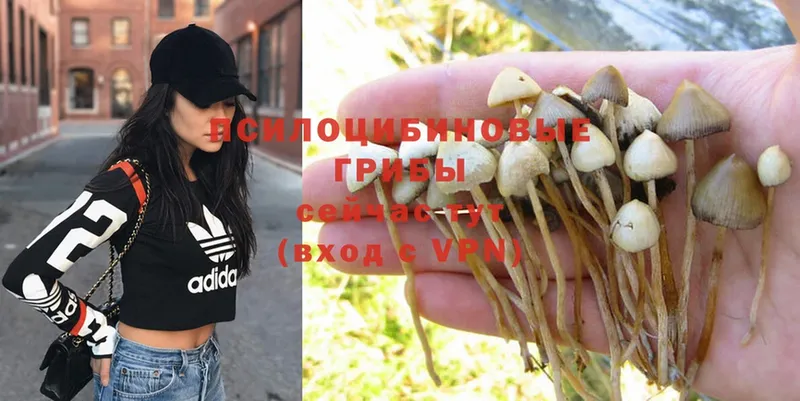 Галлюциногенные грибы Psilocybe  Бокситогорск 